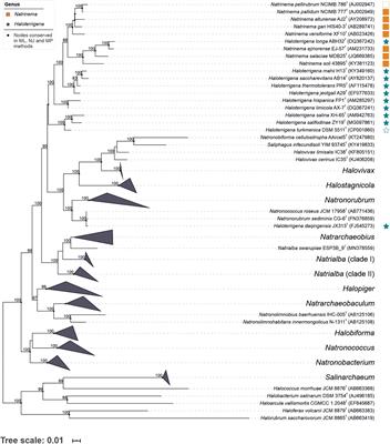 Phylogenomics of Haloarchaea: The Controversy of the Genera Natrinema-Haloterrigena